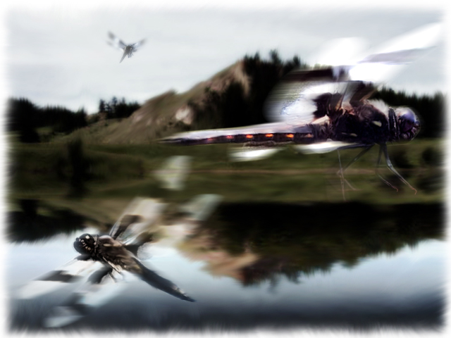 Flying bugs zip around the lake