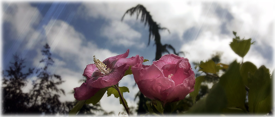 Rose of Sharon blooms in the garden